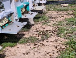 Kontrols�z ila�lama ar�lara ve ar� �r�nlerine zarar veriyor